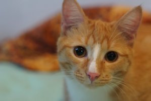 а я шла зимой с работы в новогодние праздники,с суток,поднимаюсь,и на лестнице сидел рыжий котенок,я такая взяла его,о,а ты чей?а пошли ко мне.и уже скоро как год он меня радует,такой смешной,воды не боится,как че отчебучит)