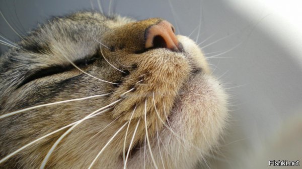 Всё делаю в последний момент - это про меня = )
Когда мне говорят: - Нужно сделать то-то и так-то, но это не к спеху, когда время свободное будет.
А я и думаю: - А! Ну не к спеху ж!





Через какое-то время тебе напоминают: - ну что, работа движется?
- Движется, движется... помаленьку. Всё времени нет, кружусь как белка...



Потом вопросы начинают становиться ребром: - Ну чо там? За такое время можно было двадцать раз всё сделать.
И тут ты вспоминаешь: - охтыжбля! Это ж надо было сделать ещё в прошлом году!





Просишь подождать ещё немного, так как "всё почти готово, остались небольшие штришки"...
А на следующий день предоставляешь работу, на выполнение которой требуется минимум неделя.
Заказчик доволен, и у тебя такое бурлящее чувство гордости за то, что "это другим нужна неделя, а мне хватило одних суток..."