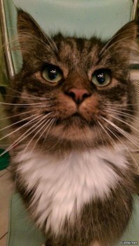 Прям один в один как у нас история, подобрали пять лет назад, ночью шли со стоянки домой, ночь, дождь, гроза ветер и этот увязался за нами, маленький, дрожащий комочек, чего только не было у него, блохи, лишай, глаза гноились, понос... выходили, оставили, преданней ласковей этого котика не было никогда