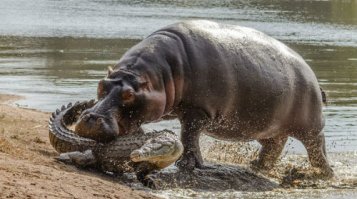 бегемоты красивые и очень опасные животные.
кажется они убивают людей больше чем львы в Африке