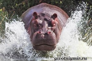 бегемоты красивые и очень опасные животные.
кажется они убивают людей больше чем львы в Африке