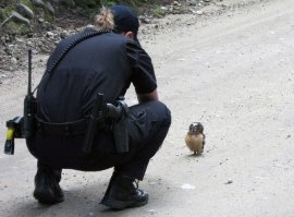 Офицер, я вам правду говорю. Он такой страшный был, глаза мутные, перья растопырил...
