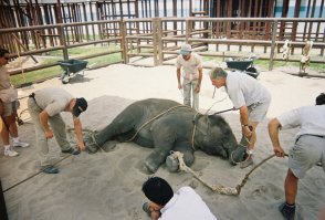 Думаете, на фото пытки или наказание слонов? Нет, это всего лишь элементы "дрессировки" для цирковых выступлений. Неудивительно, что после такой "дрессуры" они калечат и убивают своих "хозяев".