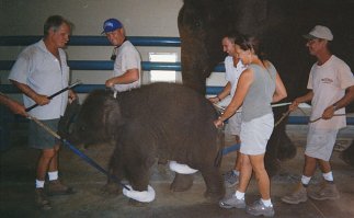 Думаете, на фото пытки или наказание слонов? Нет, это всего лишь элементы "дрессировки" для цирковых выступлений. Неудивительно, что после такой "дрессуры" они калечат и убивают своих "хозяев".