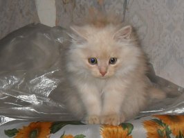 Вот, недели три как подобрали сущность с мотором в попе (Сущность от слова существо, а так ходит только в лоток). Шкодник тот ещё, хорошо что обои старые. Псу 10 лет, даже схуднул с лица за это время - котейка держит в тонусе. Навоюешься за день с ними - спишь без задних ног. За что мне такое счастье: наверно доброе дело какое сделал.