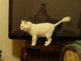 Красивая! интерьер и одежду то же как я подбираете под цвет кошки,чтоб шерсть не так была видна?