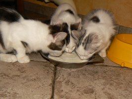 27 котов, которые действительно умеют маскироваться