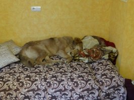 27 котов, которые действительно умеют маскироваться