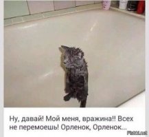 Очередная порция картинок с подписями