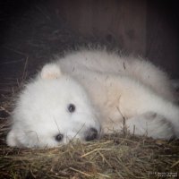 оказалась девочка Шилка