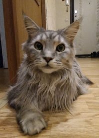 Добрейшее создание, но люди, которые видят куна впервые относятся к нему по меньшей мере настороженно.
"Он похож на зверя." - это самый мягкий эпитет. 
Если бы ему злобный характер - была бы 12 килограммовая машина смерти.