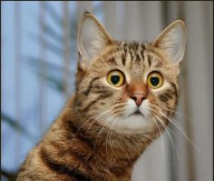 Так я правильно понимаю было отдано в начале 4500, и отец сказал "присмотреть и отдать 4500" ? Что то в итоге -шкаф и -4500 ?