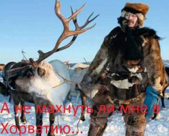 Несколько сотен оленей перебегают дорогу в Венгрии