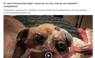 так и не повернул