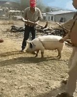 Хрюшка-джедай?Да прибудет с ней сила!