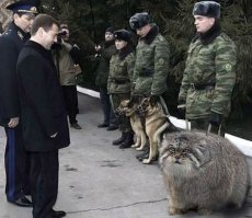 Подобрала бабушка котика и вырастила