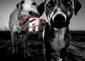 Хорошо хоть собаки не боком стоят. А то это вполне мог оказаться не хвост.