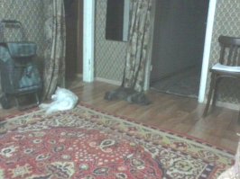 пошла измерила своего малыша. 6,4 кг вес. от кончика носа до кончика хвоста 1,05см. порода "дворянин с помойки" как все считали а это вдруг манул. старый тяжелее и крупнее. взвесить себя не дал измерить тоже.