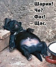 Сообразительный хаски нашёл способ сбежать из своего вольера