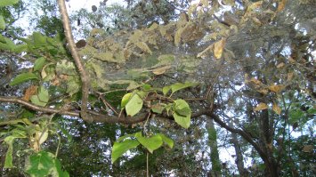 Да минет вас восьмая казнь египетская