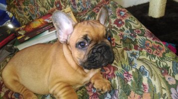 А у нас вот такой порось пузатый на днях появился... Кот вешается!..)))