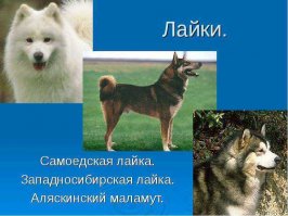 Вот это лайки, А то что в посте - фотомастурбация из за комплекса неполноценности.