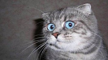 Кот с нордическим характером принимает ванну