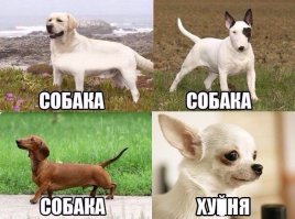 Девушка очень хотела пушистого щеночка и получила его