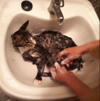 Мейн кун котенок . Наша воспитанница . Помогала красить , замарала хвост . Лежит спокойно в пене отмокает , пока я хвост от краски оттираю )))))