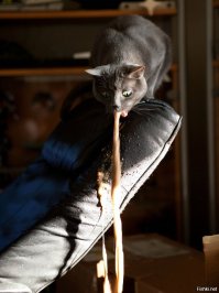 При попытке кремировать мужчину c ожирением сожгли крематорий