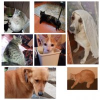 Моё стадо))) Кошки все подобрашки, за рыжую собачку отдали пяточок а за блондинку 2 тыщи))))