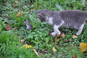 Заснял кошака с добычей:)