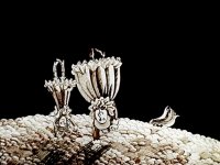 Чего нельзя делать в Австралии