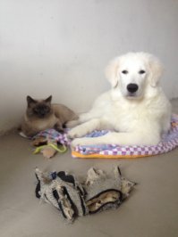 Неуклюжий длинноухий щенок бросился к гостям приюта! он ещё не знал, что сейчас решилась его судьба