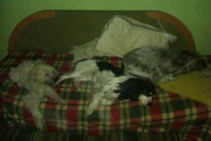 у меня 4 собаки и кот. Две собаки и кот - взяты у волонтеров. Одна из собак - инвалид. Трудностей - море... Но их любовь всё окупает сторицей, ни о чем не жалею :)