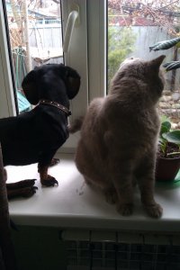 у меня 4 собаки и кот. Две собаки и кот - взяты у волонтеров. Одна из собак - инвалид. Трудностей - море... Но их любовь всё окупает сторицей, ни о чем не жалею :)