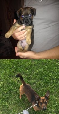 Мой бандит пол квартиры съел. На кухне после ремонта пришлось еще раз ремонт делать.