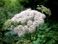 а в то же время в вашей стране:


вот и думайте, в чем разница между тем и иным растением... только не думайте проверять!)))