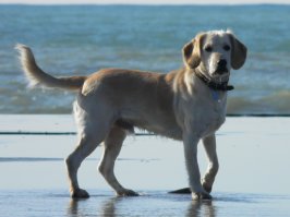 Мой каждое утро на море меня выгуливает.))