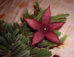 Прихожу с работы жена мне и говорит,-У нас наверное где-то мышь сдохла воняет. Все облазил с фонариком, нигде, ничего. И так до выходных, каждый день. Днём захожу в зал а там амбре словами не передать Виновник был найден, разновидность кактуса зацвела ну и благоухала пока светло.