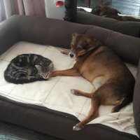 Неуклюжий длинноухий щенок бросился к гостям приюта! он ещё не знал, что сейчас решилась его судьба