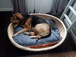 Мои приемыши. Никаких проблем.