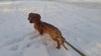 Мой! Гуляем! Снег любим))