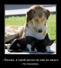 Две собаки и кот — три лучших друга, которые всё делают вместе