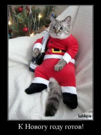 Новогодние коты