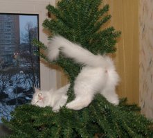 Лапы прочь от елки!