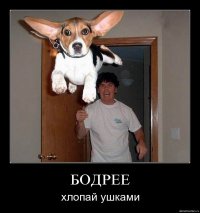 Биглевый сюрприз в багажнике