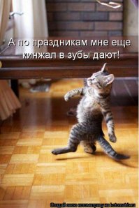 Как коты продемонстрировали хозяйке свой интеллект