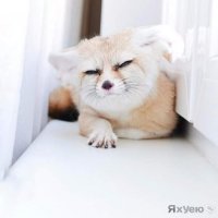 Фото Чернобурых Лис