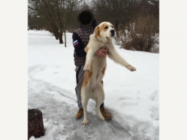 У сестрёнки в хозяйстве имеется.))